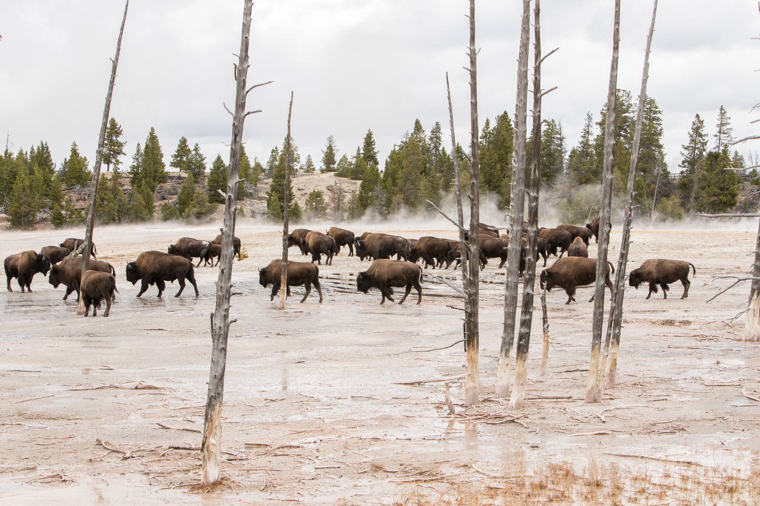 A bison herd standing among bare dead trees near the Fountain Paint Pot with steam behind.