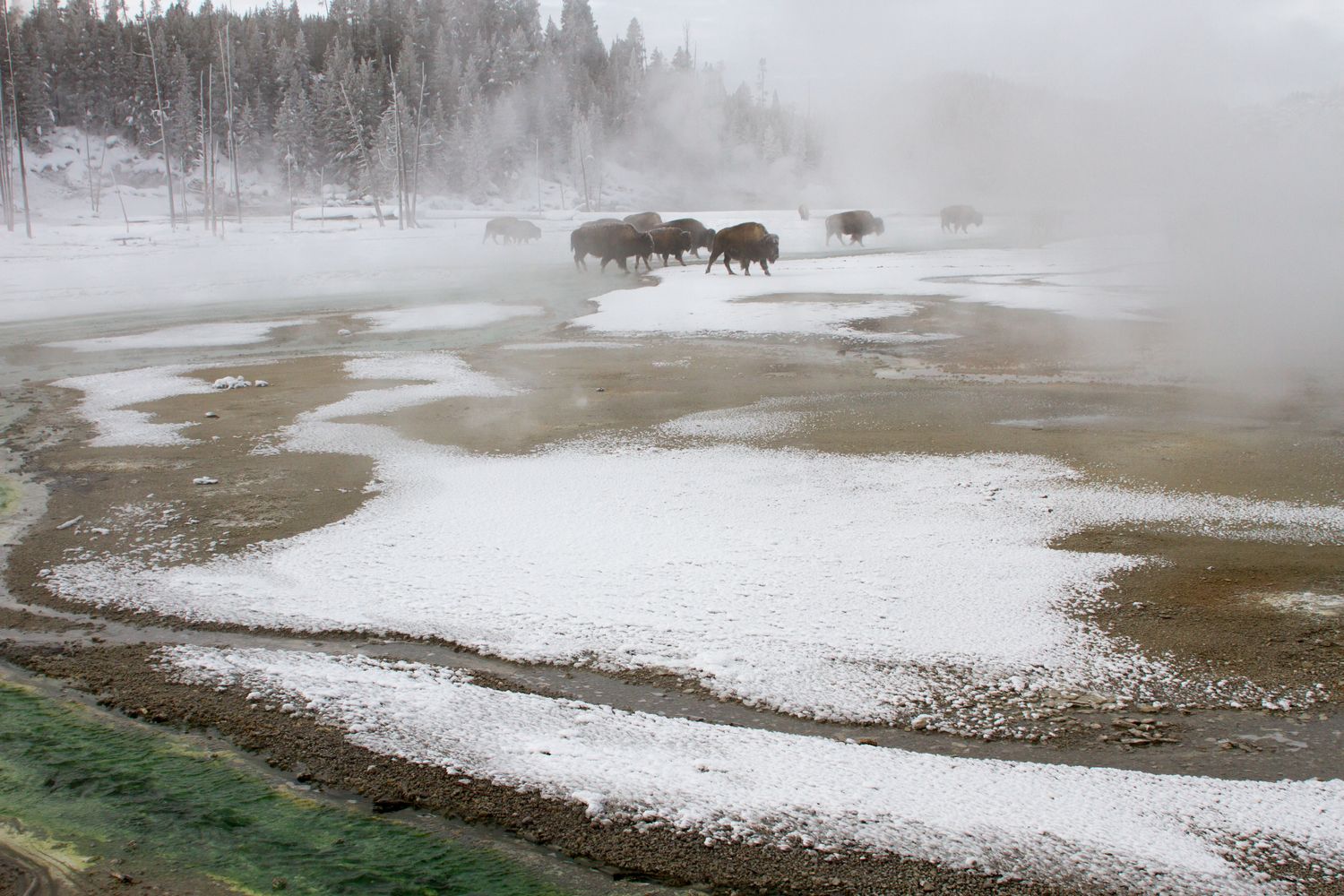 Bison crossing the pale thermal ground of Porcelain Basin at Norris.